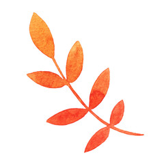 Hand drawn watercolor orange rowan leaf isolated on white background.  Autumn illustration for greeting cards, wedding invitations, print