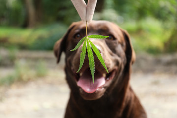 Detection Labrador dog sniffing hemp leaf outdoors