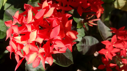Some flowers are often used for rituals and therapy © Point Design