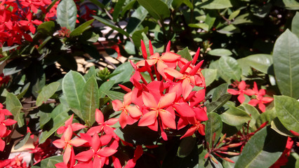 Some flowers are often used for rituals and therapy