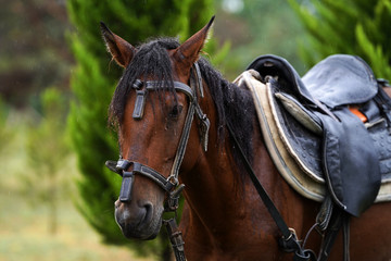 Chestnut horse with saddle standing under the rain on field