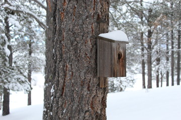 birdhouse in snow