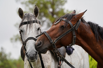 Couple of horse portrait on green field, close-up.
