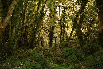 path in the forest