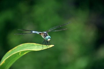 Dragonfly on leaf