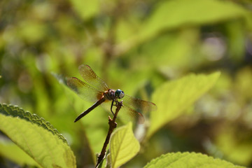 Dragonfly on plant