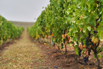 Fototapeta na wymiar Vineyard with ripe grapes. Beautiful grape yard with bunch of grapes