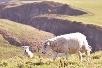 Obraz premium sheep on pasture