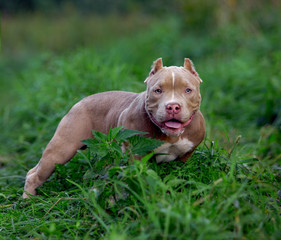 american bully dog running on the lawn green grass in the forest