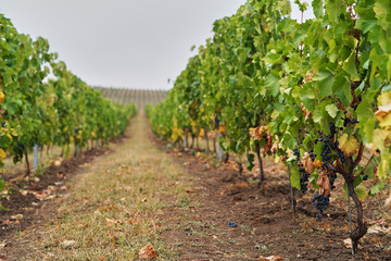 Fototapeta na wymiar Vineyard with ripe grapes. Beautiful grape yard with bunch of grapes