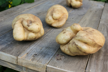 Potatoes lying on a table, cracked from an adverse summer