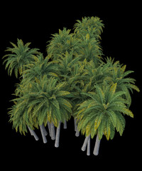 Palm trees isolated. Image useful for banners, posters or photo maipulations. 3d rendering. Illustration