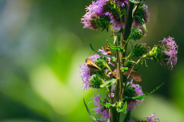 Tiny Skipper butterfly on liatris flower 