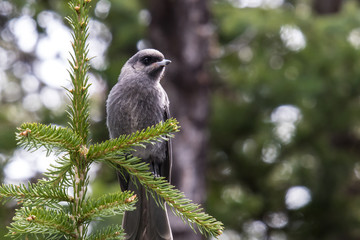 canadian jay bird pirched on pine tree branch