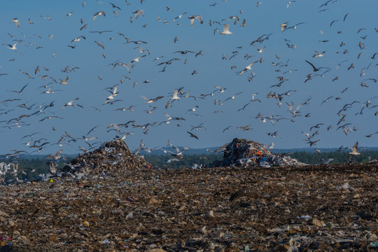 A lot of seagull pillet dump looks for and fights for human discarded food