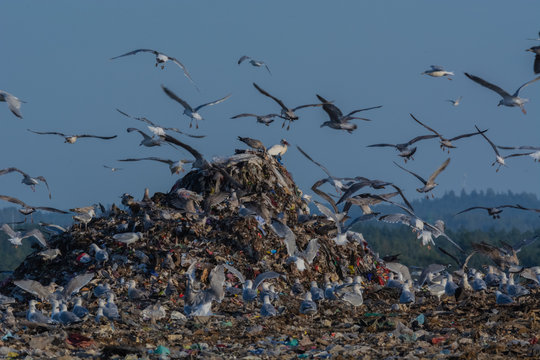 A lot of seagull pillet dump looks for and fights for human discarded food