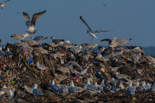 A lot of seagull pillet dump looks for and fights for human discarded food