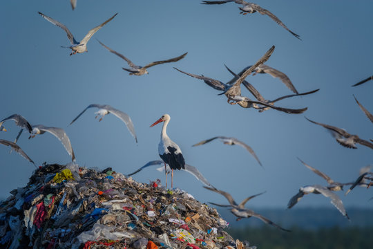 A lot of seagull and stork pillet dump looks for and fights for human discarded food,
