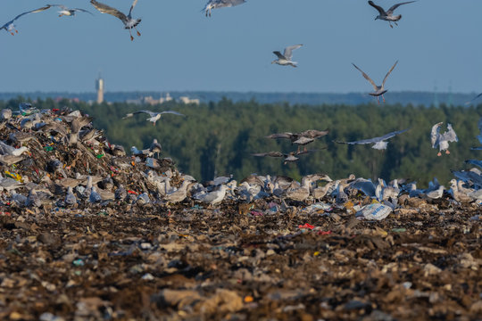 A lot of seagull pillet dump looks for and fights for human discarded food