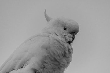 Sulphur-crested Cockatoo in Black and White