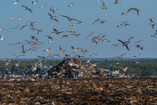 A lot of seagull pillet dump looks for and fights for human discarded food