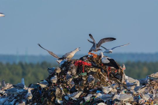 A lot of seagull pillet dump looks for and fights for human discarded food