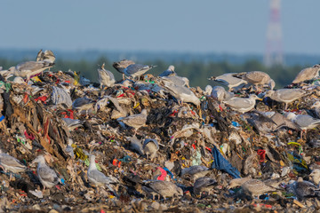 A lot of seagull pillet dump looks for and fights for human discarded food