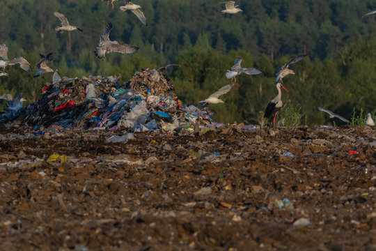A lot of seagull pillet dump looks for and fights for human discarded food