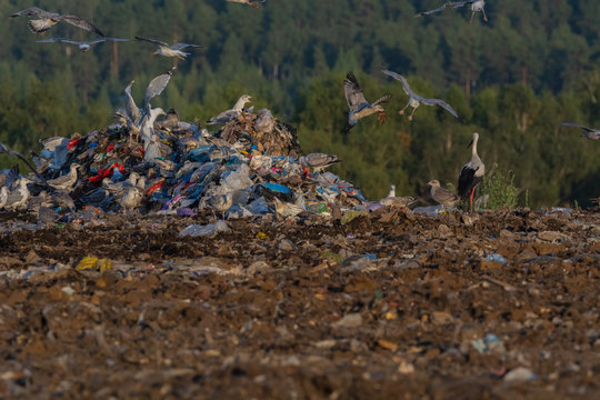 A lot of seagull pillet dump looks for and fights for human discarded food