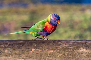 Juvenile Rainbow Lorikeet on a log