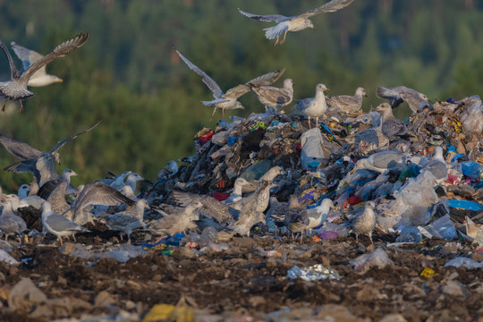 A lot of seagull pillet dump looks for and fights for human discarded food