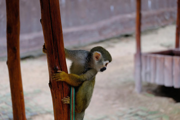 A naughty little monkey play