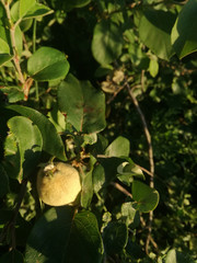 The young fruit growing on the tree. Contrast of natural colors of green and yellow. Food in perfect conditions in development and transformation. Quince. EU Horticulture.