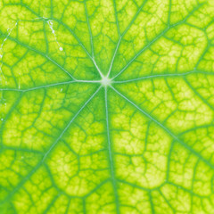 Abstract Nasturtium