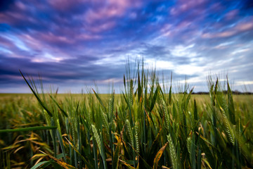 Stormy Barley 1