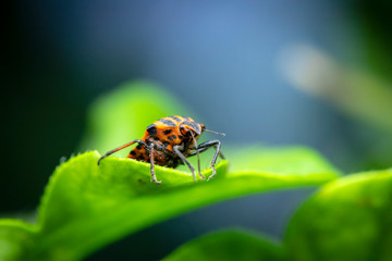 Milkweed Bug