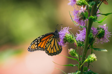 Monarch butterfly, Danaus plexippus, on liatris flower 