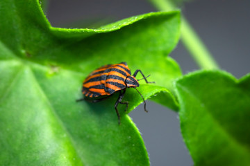 Milkweed Bug