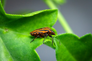Milkweed Bug