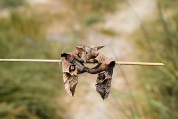 Mating of two butterflies of Sphingidae on stalk of grass. Smerinthus ocellata
