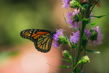 Monarch butterfly, Danaus plexippus, on liatris flower 