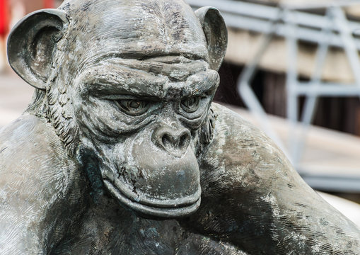 The Monkey