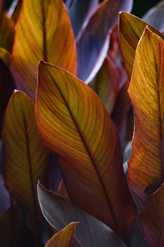 Canna x generalis with large beautiful oblong leaf plates painted in dark purple, violet, dark green or bronze red colour, close up.  Natural patterns, ornamental plant. 