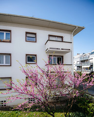 French apartment building house with Judas Tree in bloom in early spring