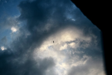 Lonely swallow flies high in the sky