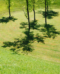 young trees and their shadows on the fresh cut grass lawn in France