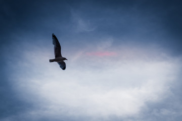 Seagull