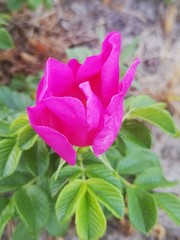 pink rose in the garden