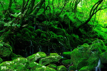 夏の元滝伏流水
