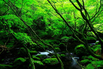 夏の元滝伏流水